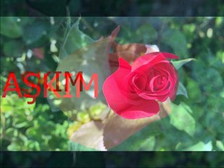 Çağdaş-Bir Kızıl Gonca'ya Benzer Dudağın