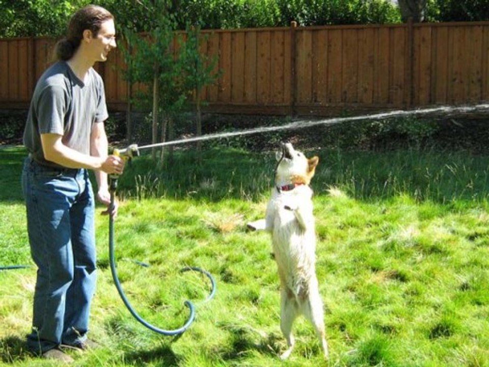 Dog attacking water - best funny animal 2017
