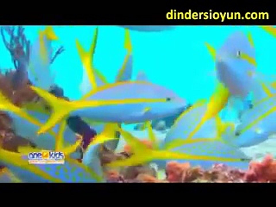 videoplayback