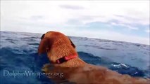 A dog sees something swimming in the open sea. Then he dives into the water and something wonderful happens