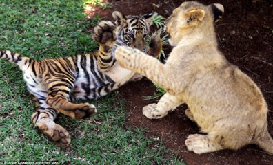 Baby lion and baby Cheetahs playing