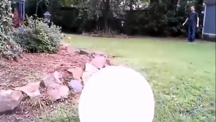 Videos graciosos 2017 - Perros y Gatos Chistosos