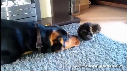 For all you cat & dog lovers!!!  (The last one is my fave!)