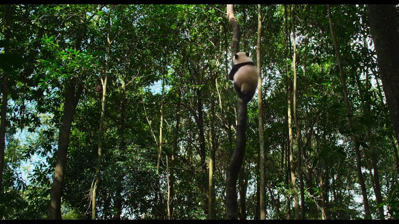 NÉS EN CHINE Bande annonce VF ( Documentaire / Disneynature )