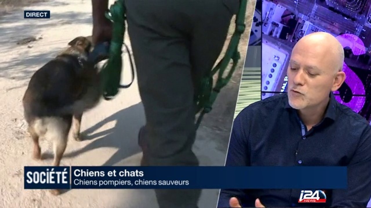 Chiens pompiers, chiens sauveurs