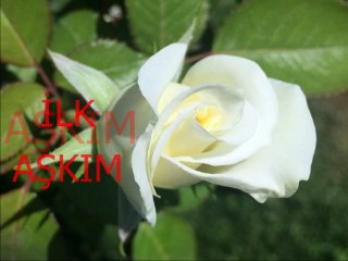 Zeki Müren-İlk Aşkım.Bir Beyaz Gül Gibisin