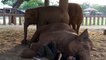 A girl lies down next to the elephant. What happens next is just tender