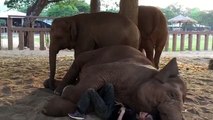 A girl lies down next to the elephant. What happens next is just tender