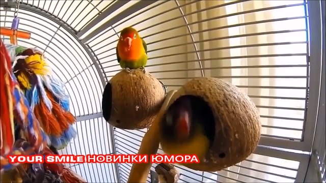 Тест на психику Лучшие Приколы 2017