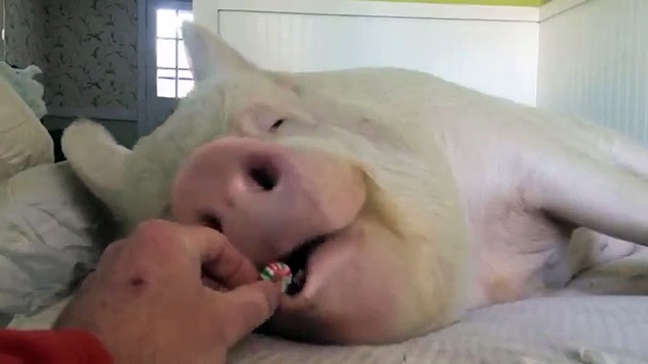 Funny Animal Videos. Cute Pig. Смешная Свинка!