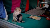 Un  mono adopta un perro callejero