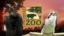 Gorillafication of Baby Gorilla Kamina Week 7 - Cincinnati Zoo