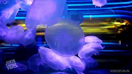 Amazing Moon Jellyfish Changing Colors(w