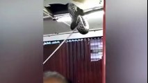 ” أفعى ” ضخمة تسقط من سقف مطعم صيني أمام الزبائن