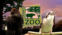 Final Preps for Baby Gorilla Kaminas Introduction - Cincinnati Zoo