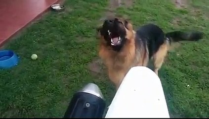 Приколы с животными - Немецкая овчарка против пылесоса