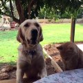 Un chat essaie de voler une frite à un chien