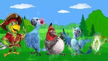 Parrot Finger Family Nursery Rhymes | Top Viewed Funny Kids Songs | Funny Rhymes |