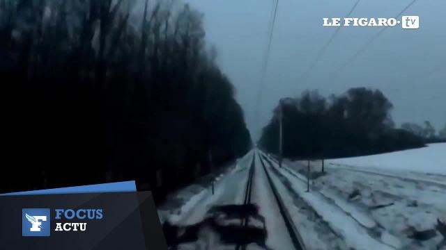 Hongrie : un troupeau de rennes traverse une voie de chemin de fer... devant un train !