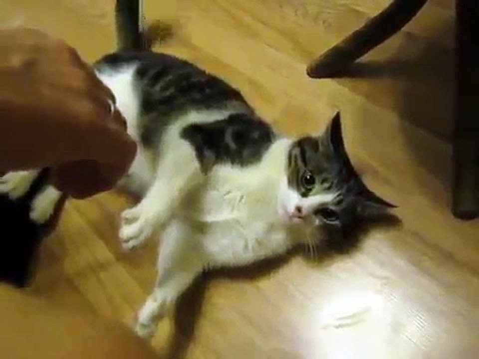 Кот пукнул!!! Funny cat