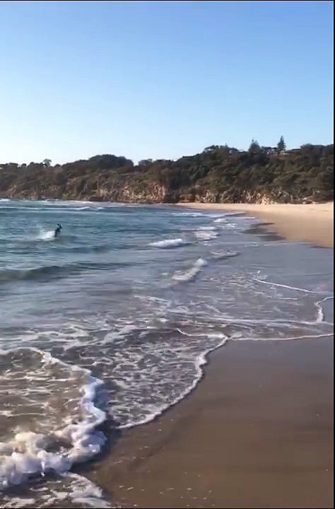 Just a kangaroo having a morning bounce in the...