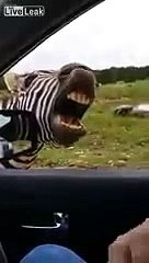 ПРИКОЛЫ и НЕУДАЧИ 2015 БОЛЬШАЯ видео подборка приколы 2015 // Best Funny Fails Compilation 2015 #73
