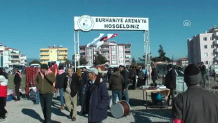 Burhaniye'de 200 Deve Güreşti - Balıkesir