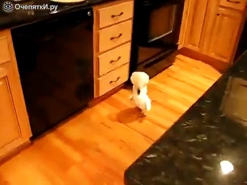 Попугай не даёт спать хозяевам!!!