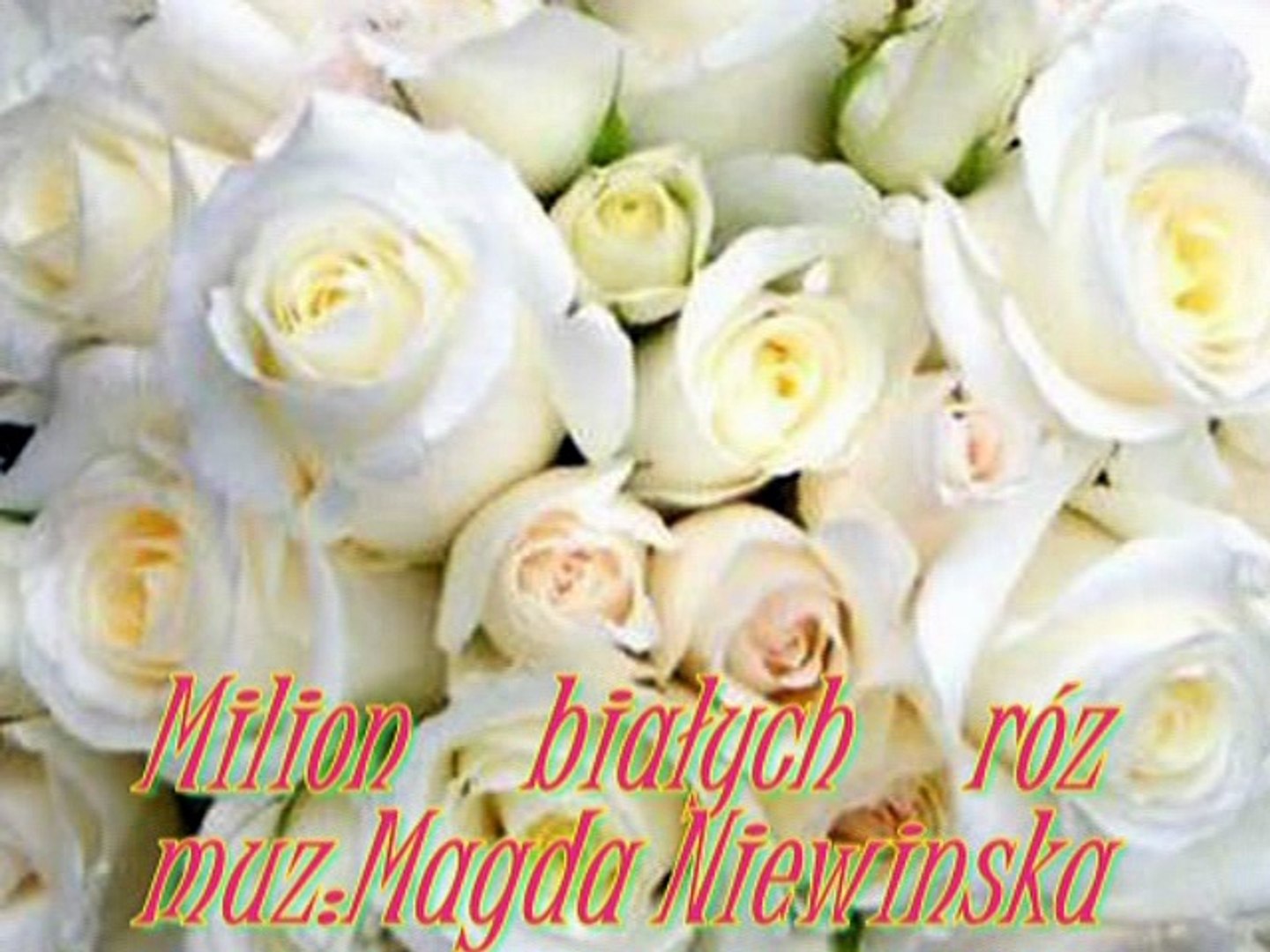 Magda Niewińska Milion Białych Róż