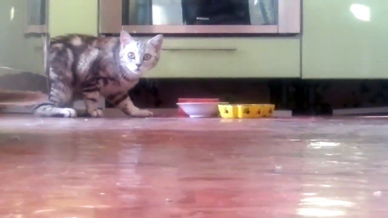 Стеснительная кошка)