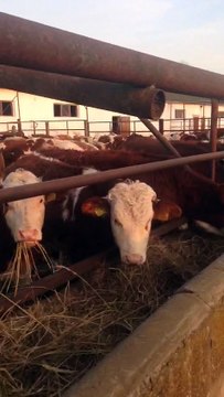 SİMENTAL DÜVELER SLOVAKYA ve MACARİSTAN ÇİFTLİĞİMİZDEN