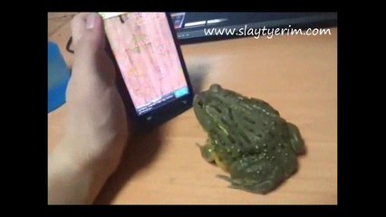 Kandırılan Kurbağanın İntikamı