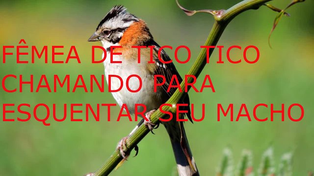 FÊMEA DE TICO TICO CHAMANDO PARA ESQUENTAR SEU MACHO