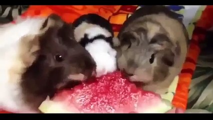 Смешное видео! Животные кушают арбу