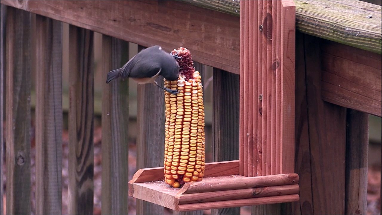 Titmouse Eating Corn
