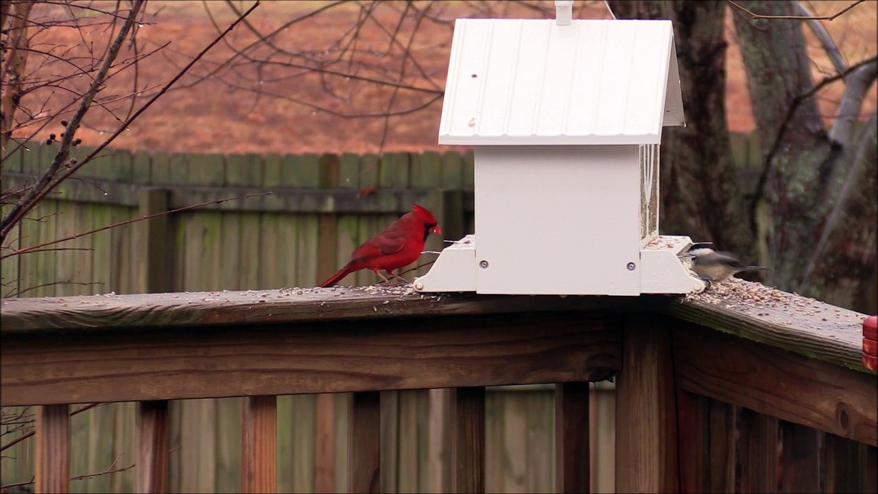 Mister Red