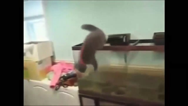 Приколы с кошками подборка №27 Приколы с животными