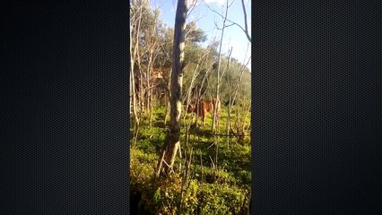 Животные против животных. Забавные зверюшки