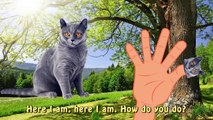 Animal Finger Family Cat Family Nursery Rhyme | Kids Animation Rhymes Songs