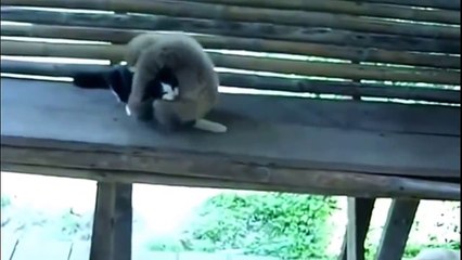 Приколы с обезьянами.  Самая ржачная нарезка