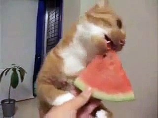 Восточная кошка  Любит большую ягоду