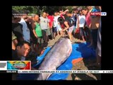 Higanteng malasugue o blue marlin, nahuli ng mga mangingisda sa Island Garden City of Samal