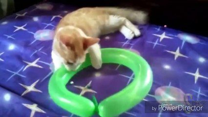 Top Os Melhores para Diversão e Risadas Sem Parar