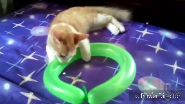 Top Os Melhores para Diversão e Risadas Sem Parar