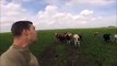 Homem chama as vacas no pasto imitando um boi hehe