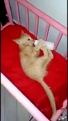Gatito Tomando Leche Como Bebe En Cuna