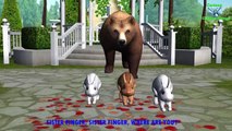 Bear Finger Family Rhymes | Animals Cartoon Finger Family Rhymes for Children