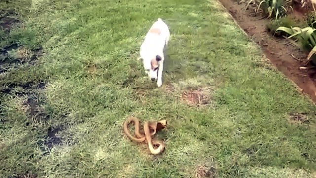 Собака VS Змея