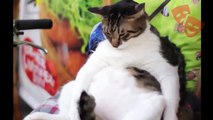 РЖАЧЬ ●САМОЕ СМЕШНОЕ ПРО КОШЕК ● Смешные Кошки 2016 | Ютуб Смешные Кошки | Смешные кошки