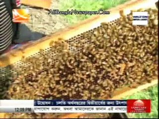 মুন্সীগঞ্জে সরিষা ক্ষেত থেকে মধু আহরণ